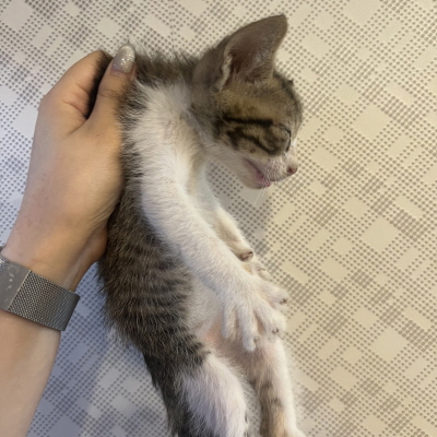 종료(자연사) 믹스…